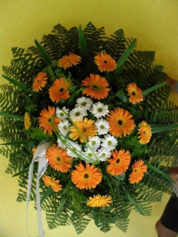 primula 12